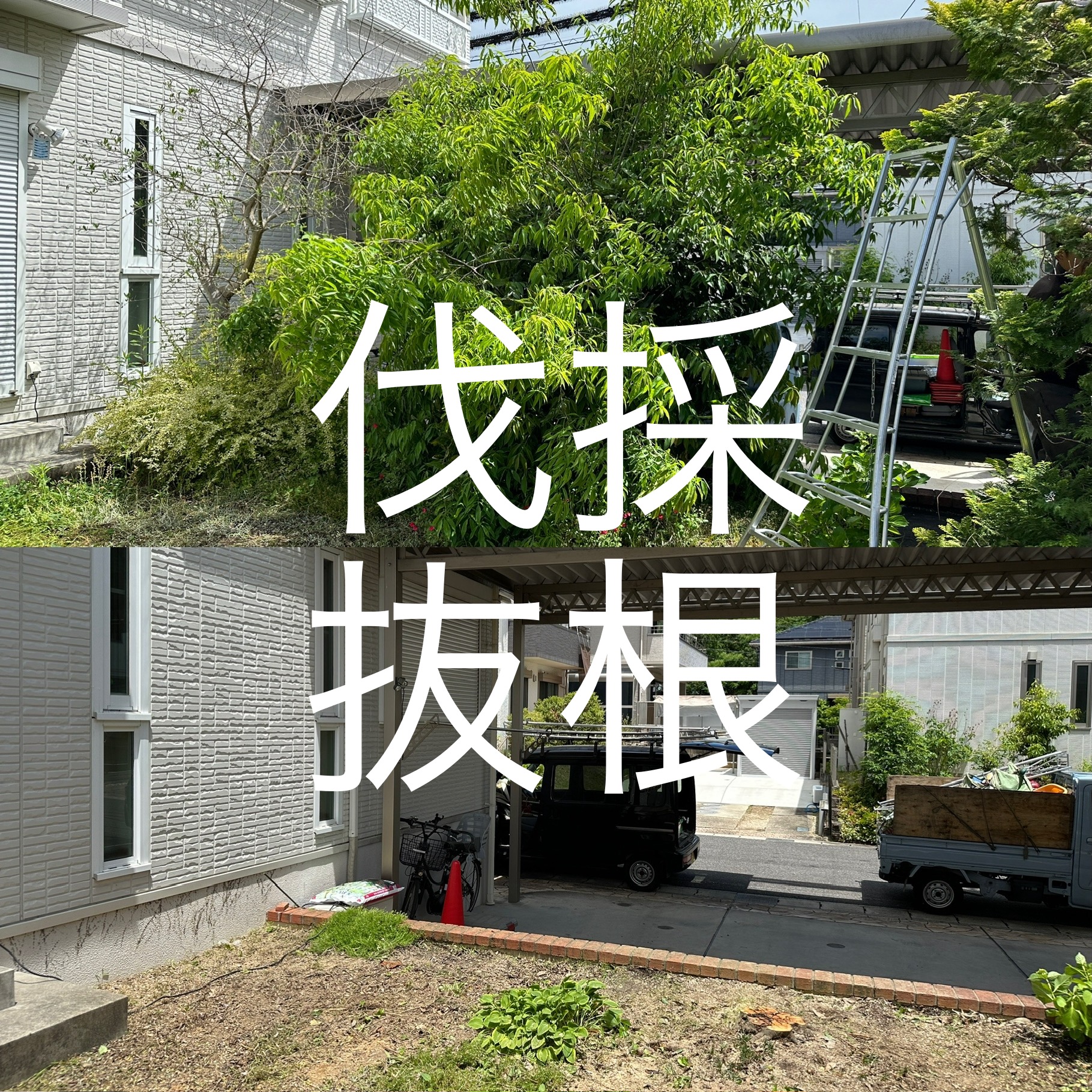豊田市　Ｋ様邸　伐採伐根（剪定・草刈り）