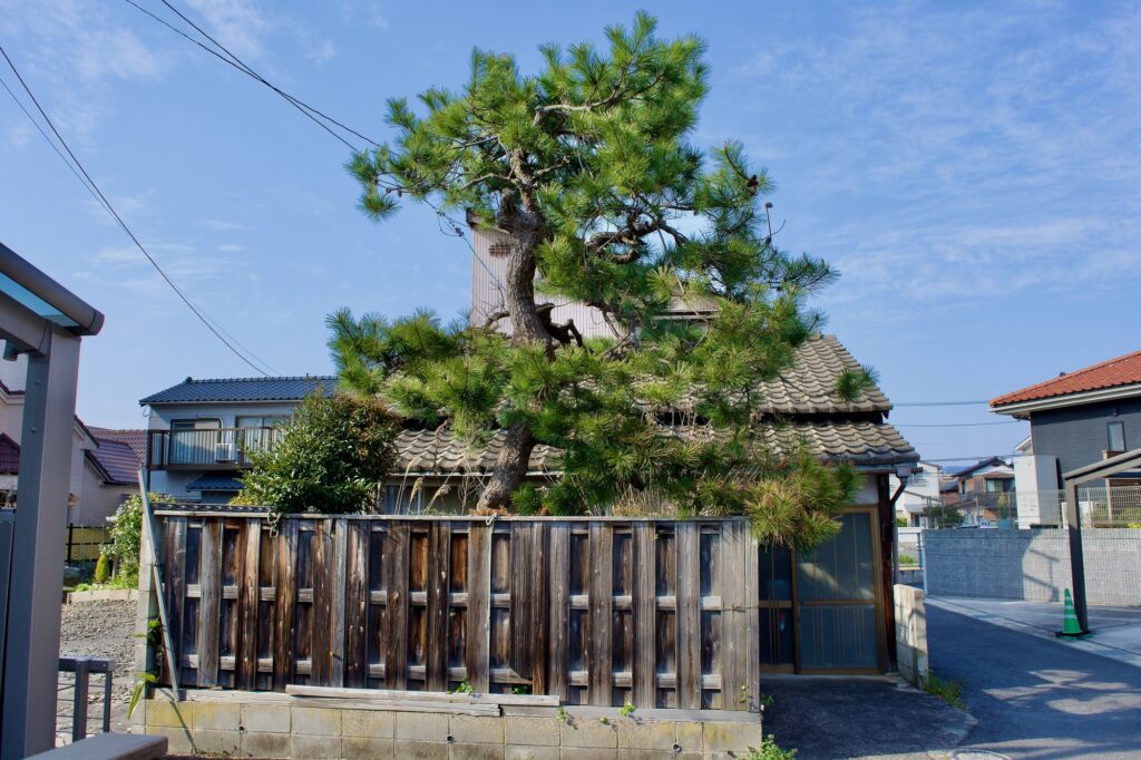 「この木、そろそろ危ないかも…」と思ったら