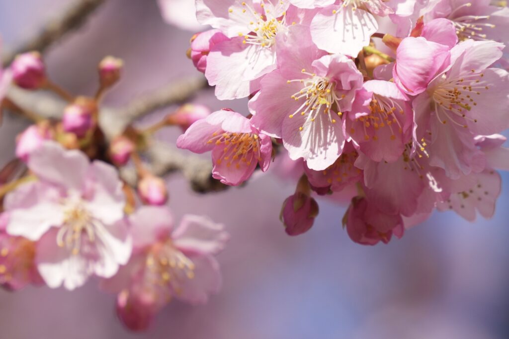 【豊田市の剪定】4月に切るべき木・切ってはいけない木｜春の剪定で失敗しないポイント